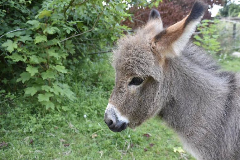 can-miniature-donkeys-be-therapy-animals